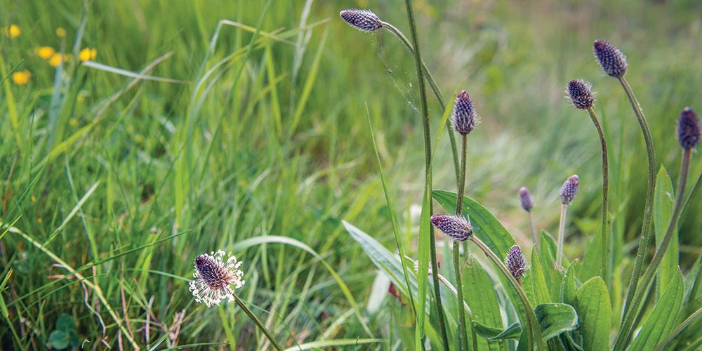 Il criterio di naturalità Davines