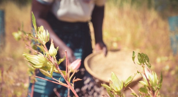Agricoltura Organica Rigenerativa - Davines