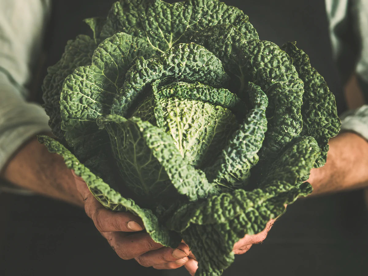 Quali cibi rendono i capelli più forti?