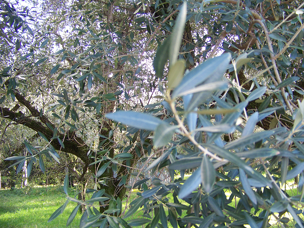 Olivo Quercetano - Presidio Slow Food