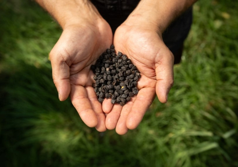 Estratto di Cece nero