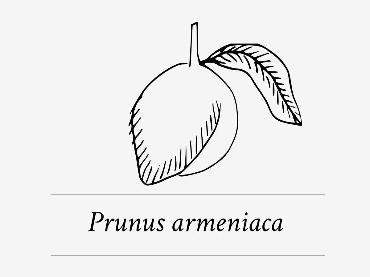 Ingrediente Momo Essential Haircare